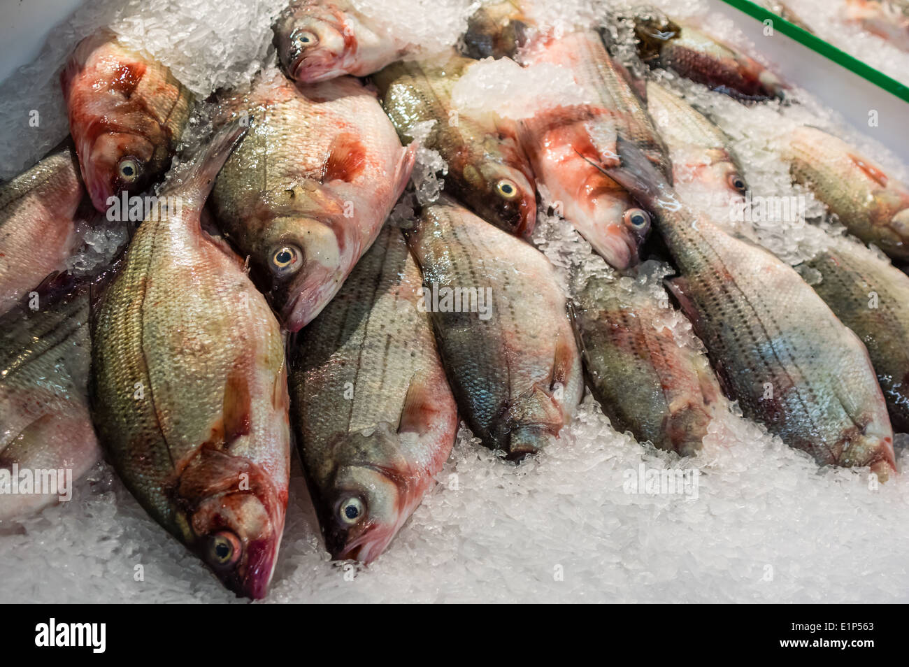 Pesce fresco sul ghiaccio a un pesce monger shop. Pittsburgh Pennsylvania Foto Stock