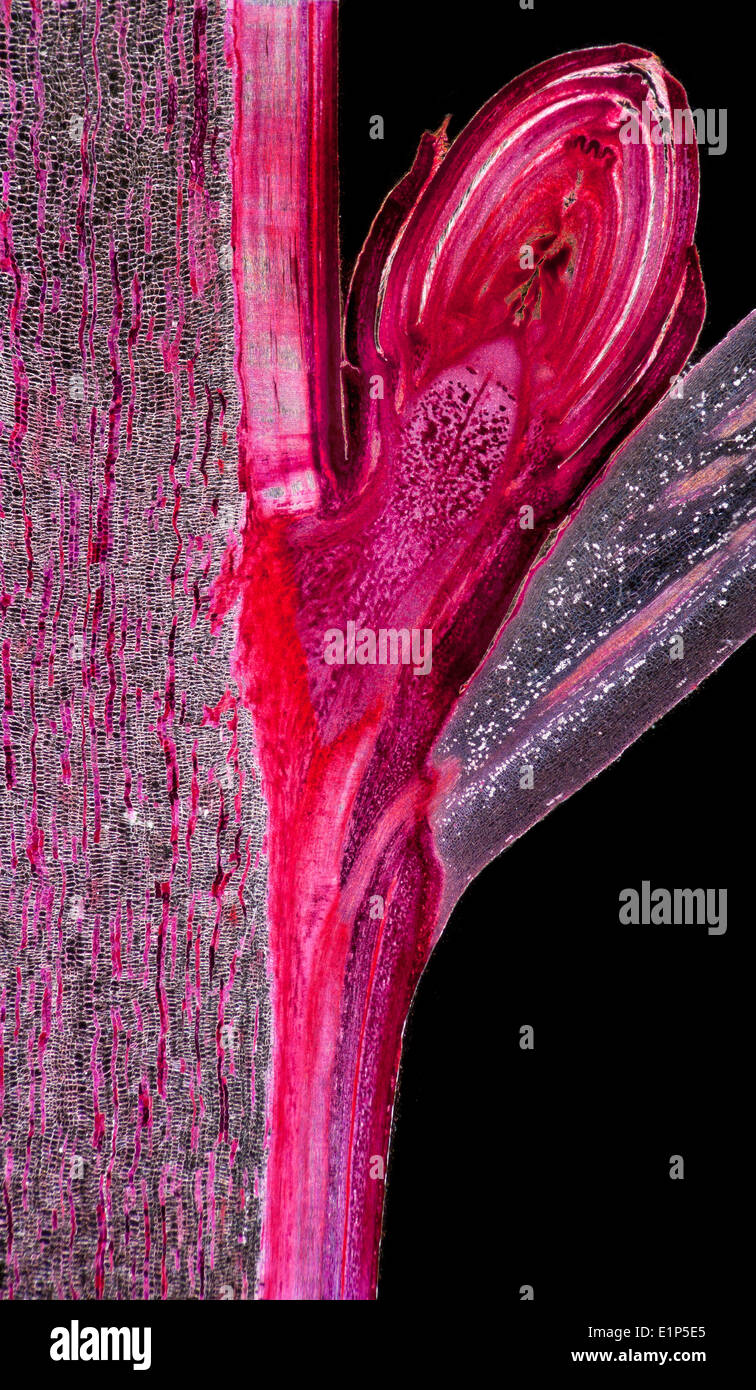 Campo oscuro fotomicrografia, Acer pseudoplatanus. Foglia di platano bud Foto Stock