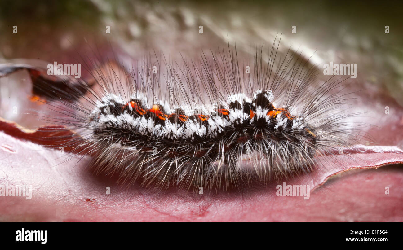 Caterpillar di un giallo-coda, Gold-tail falena o falena Swan ( Euproctis simi ) Bedfordshire, Regno Unito Foto Stock
