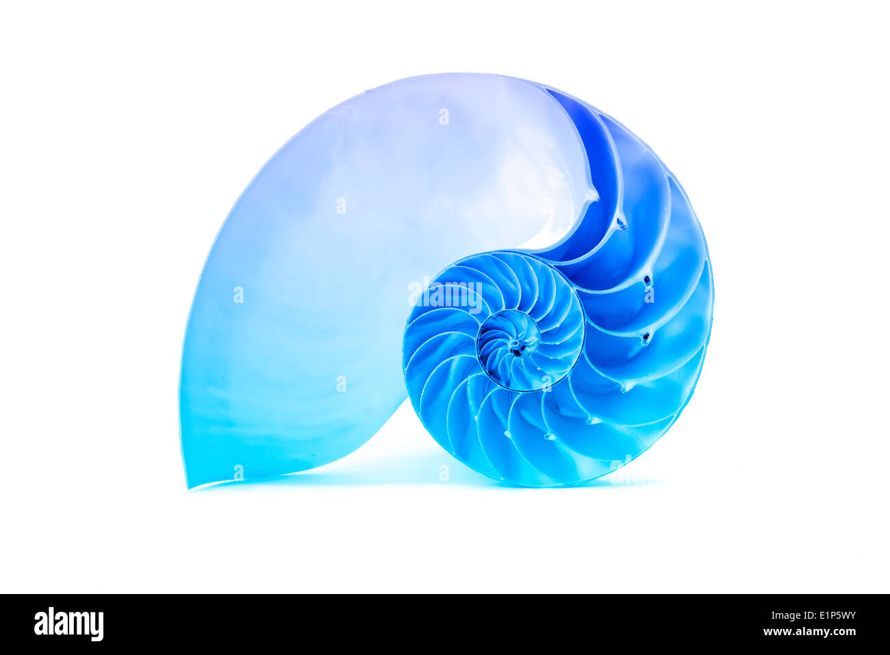 Un perfetto e straordinario modello di fibonacci in un guscio di nautilus isolato su un bianco abckground con blu influenzano overlay Foto Stock