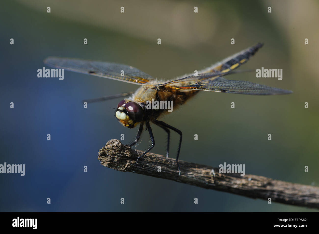 Close up foto di libellula Foto Stock