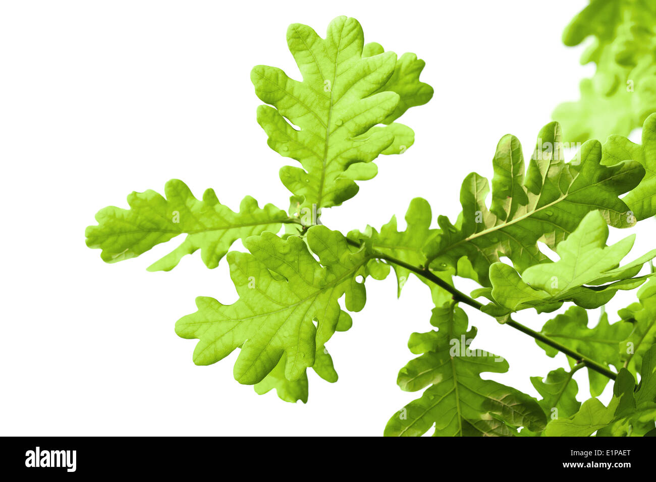 Verde fresco di foglie di quercia isolati su sfondo bianco Foto Stock