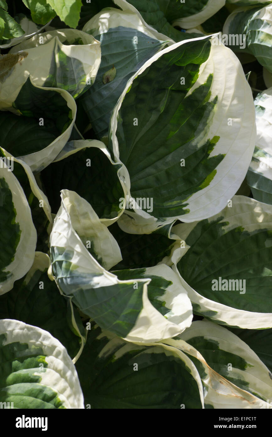 Bianco foglie variegato di Hosta 'Patriot' Foto Stock