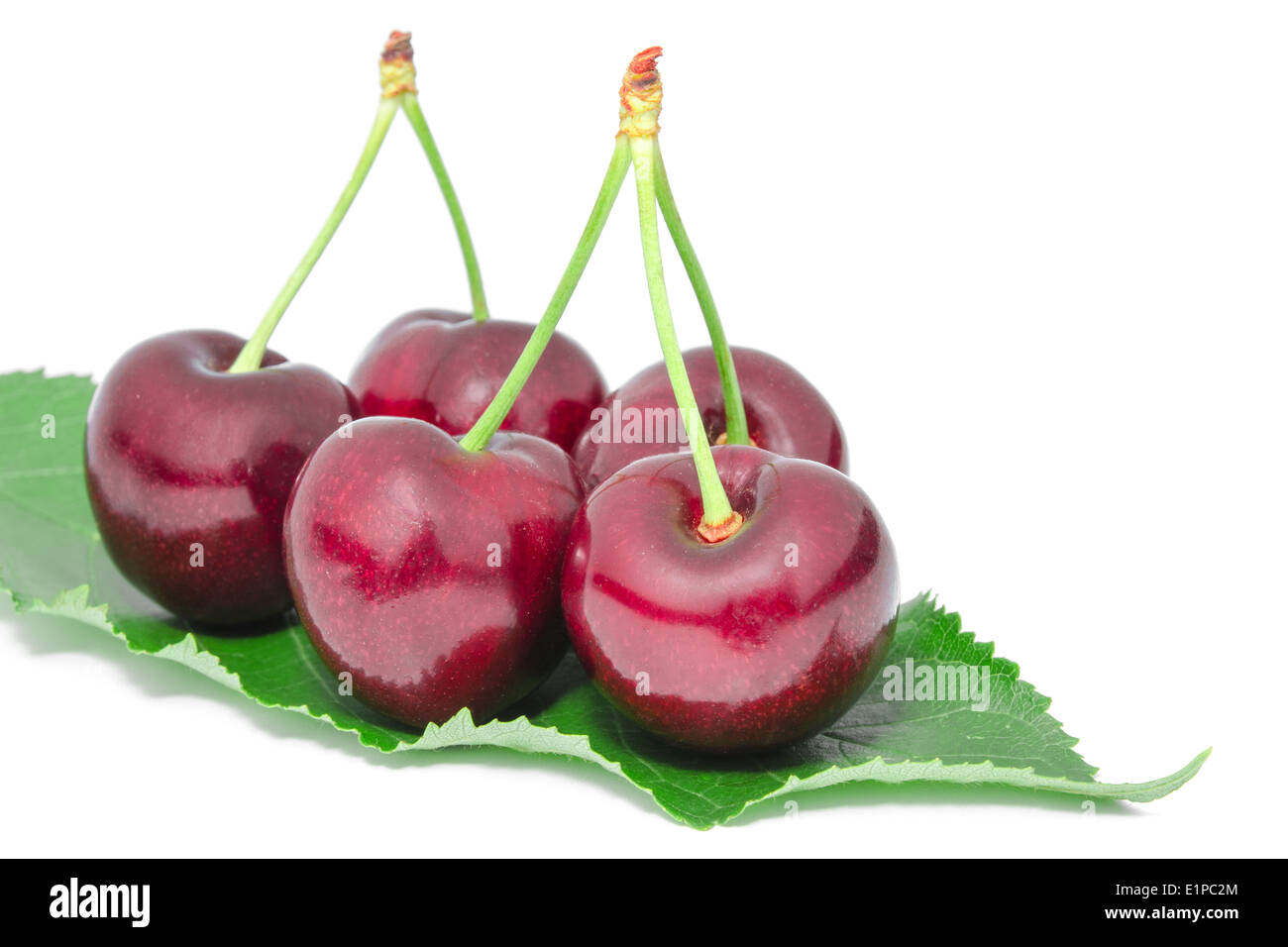 Dolce succosa ciliegia gustosa bacche mature grandi frutti di fresche foglie verde isolato su bianco Foto Stock