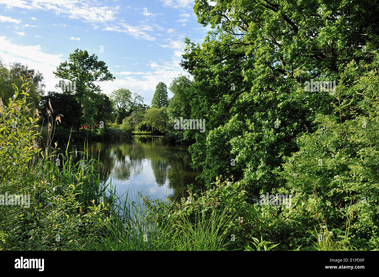 Laghetto e alberi in Dulwich Park, Sud Est di Londra, Regno Unito Foto Stock