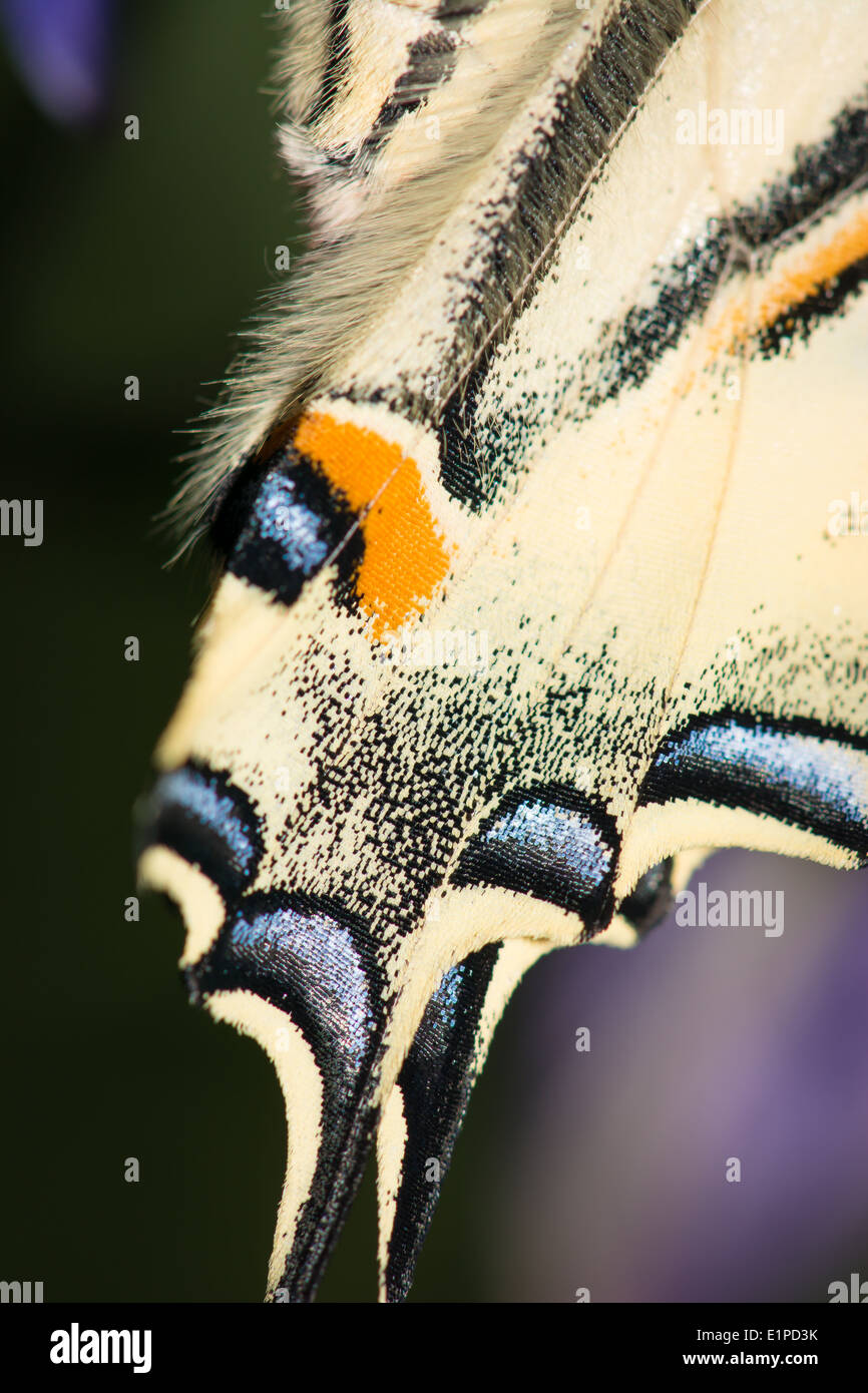 Particolare dell'ala di UNA farfalla Swallowtail Foto Stock