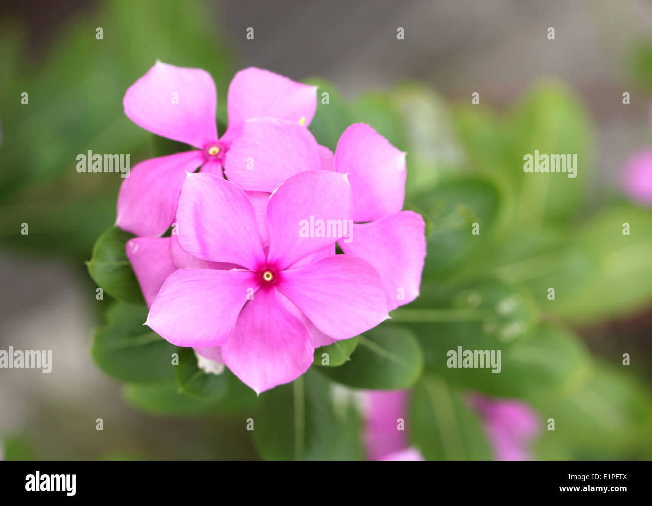 Fiori di colore rosa nel giardino per la natura dello sfondo. Foto Stock