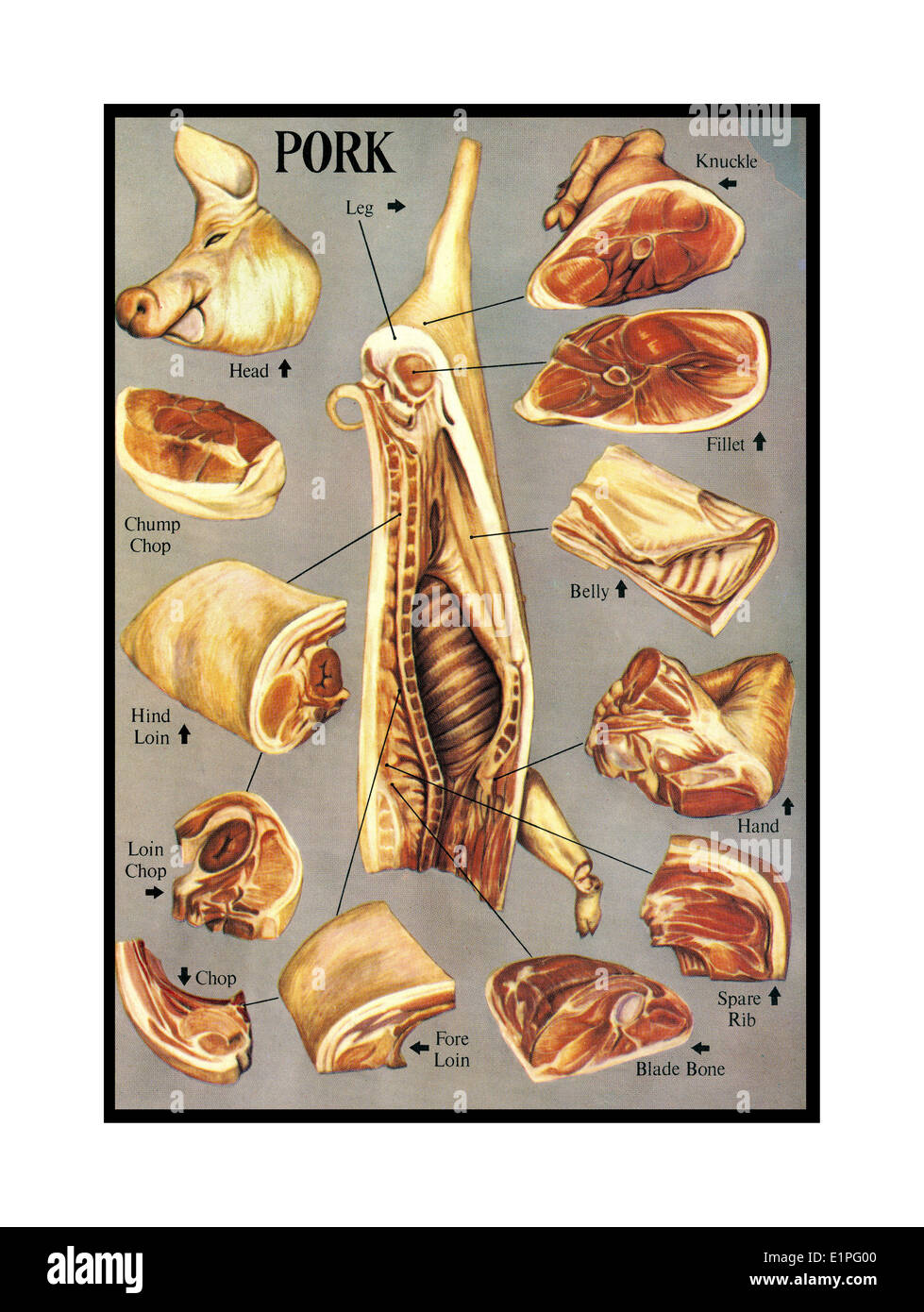 Illustrazione della varietà di maiale macellato i tagli della carne e dei giunti Foto Stock