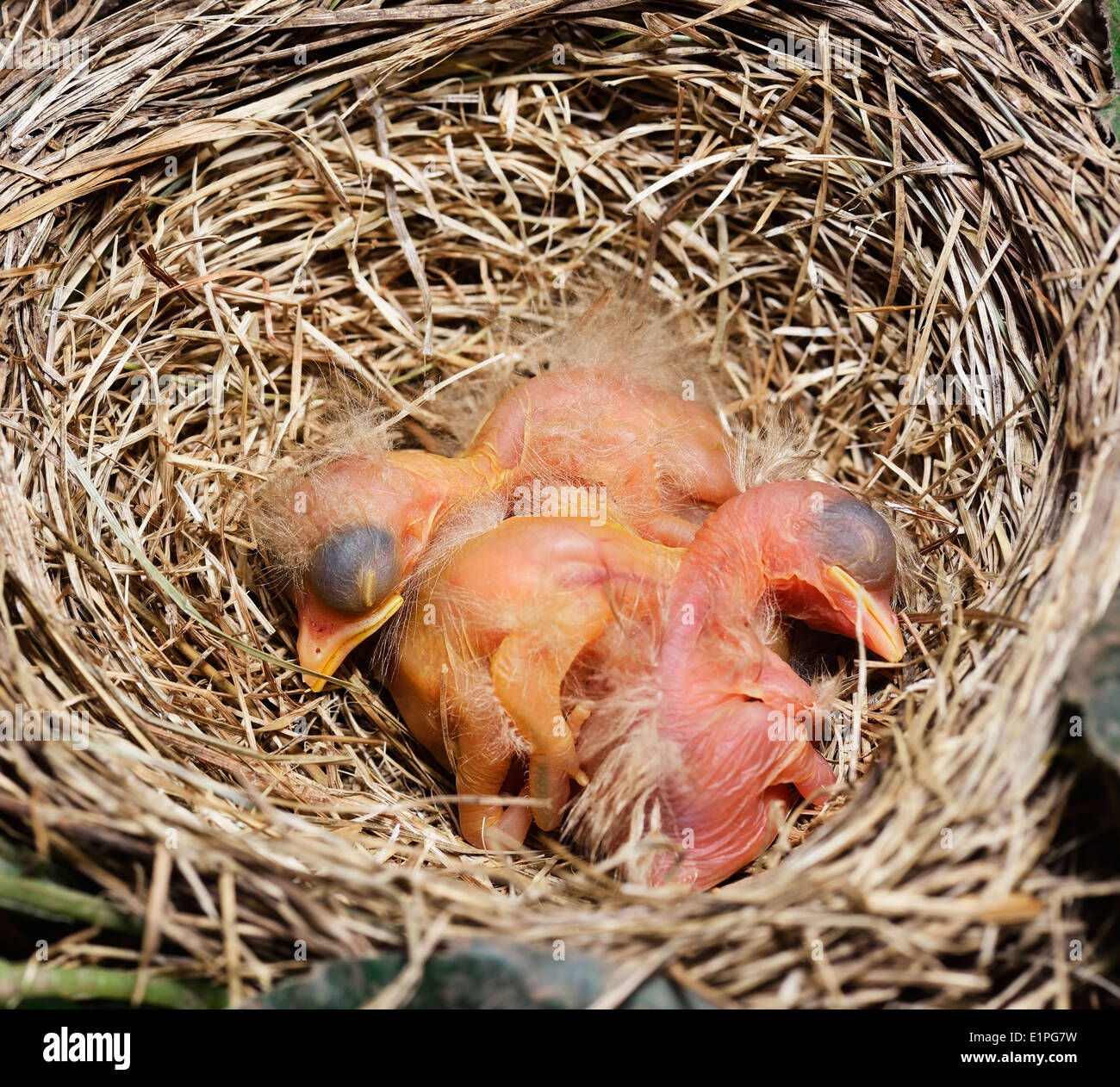 Close-Up di appena schiuse Robin pulcini nel nido Foto Stock