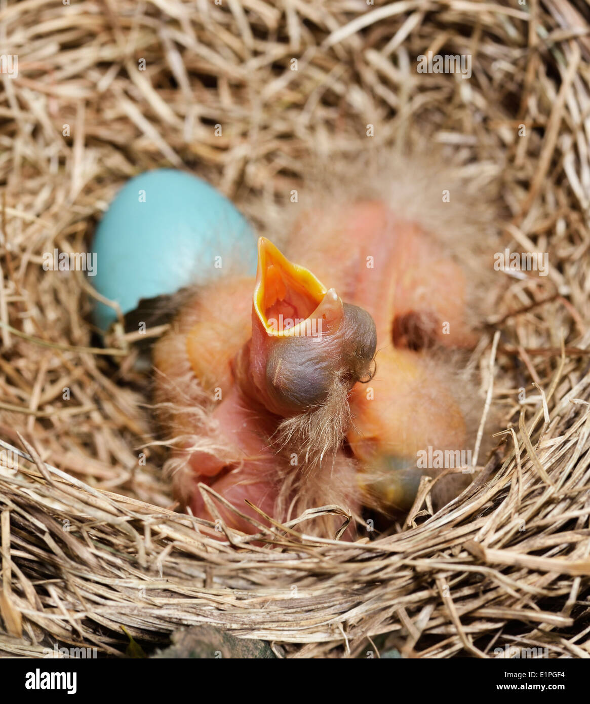 Close-Up di appena schiuse Robin pulcini nel nido Foto Stock