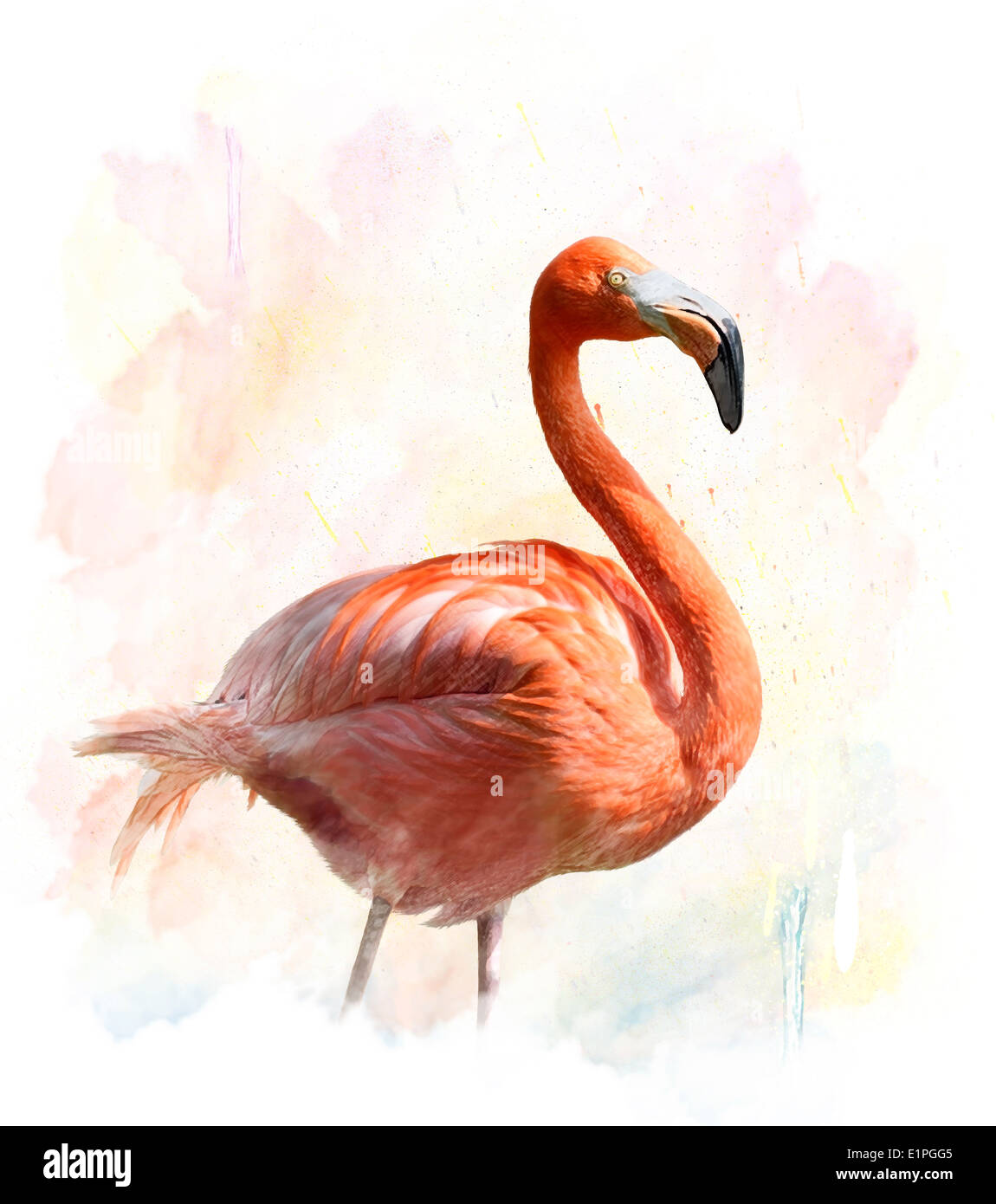 Acquerello la pittura digitale di Flamingo Foto Stock