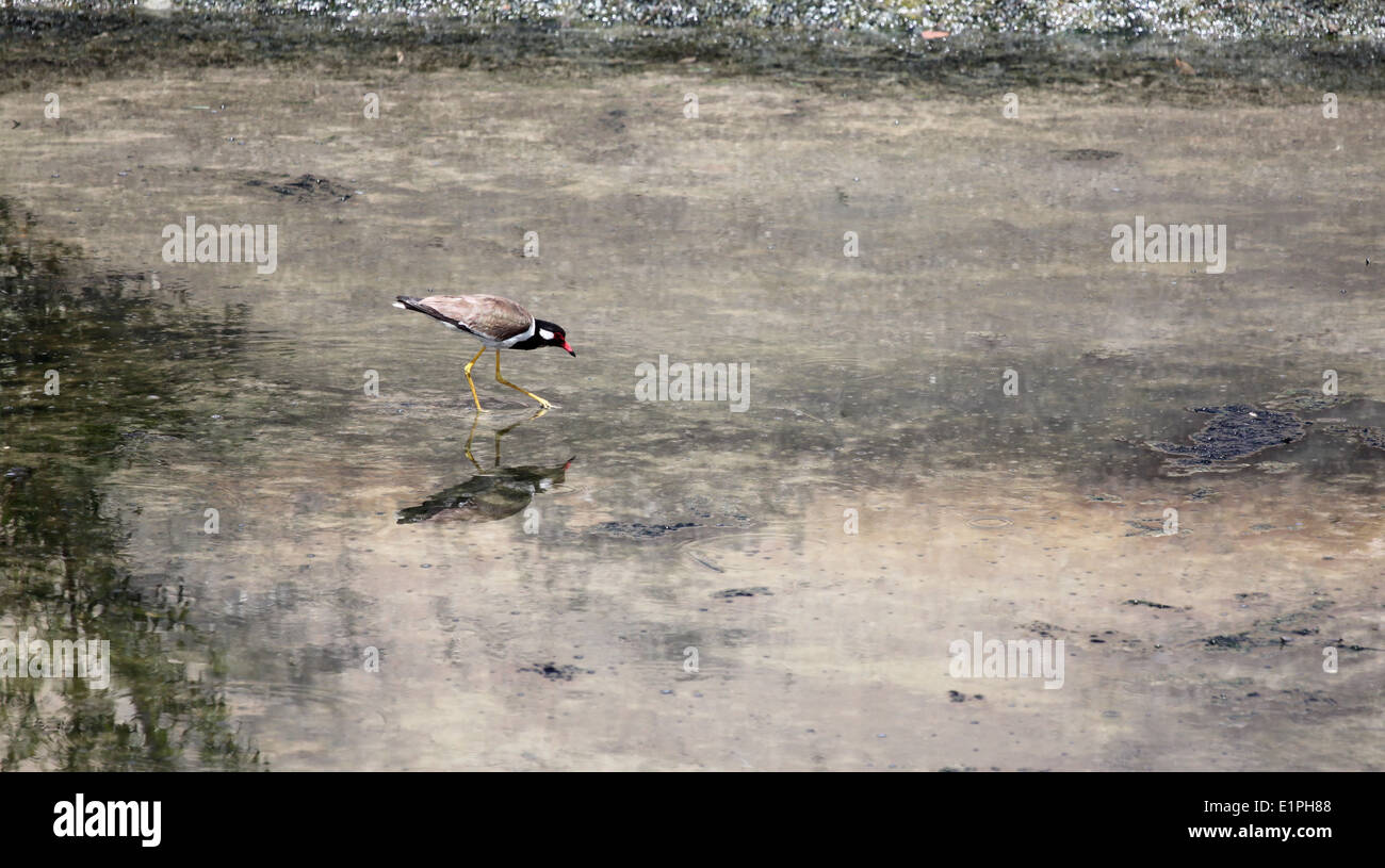 Black-winged Stilt (Himantopus himantopus) nel foraggio per il cibo in riva al mare a. Foto Stock