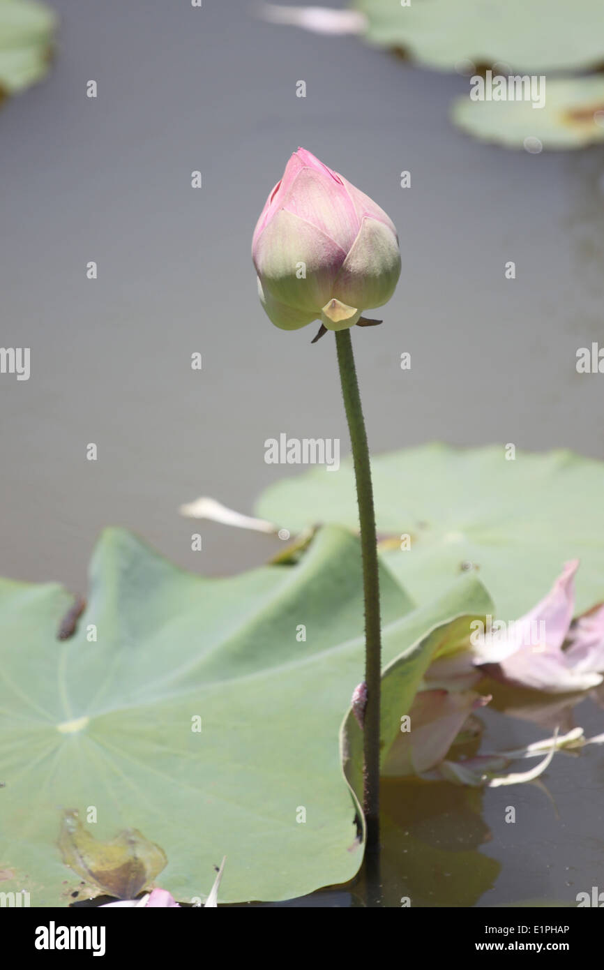 Pink lotus bud nello stagno. Foto Stock