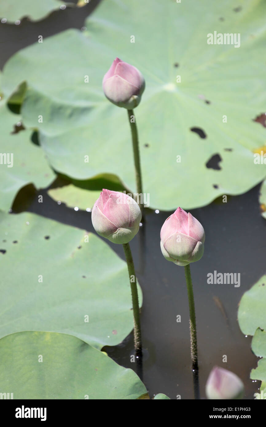 Pink lotus bud nello stagno. Foto Stock