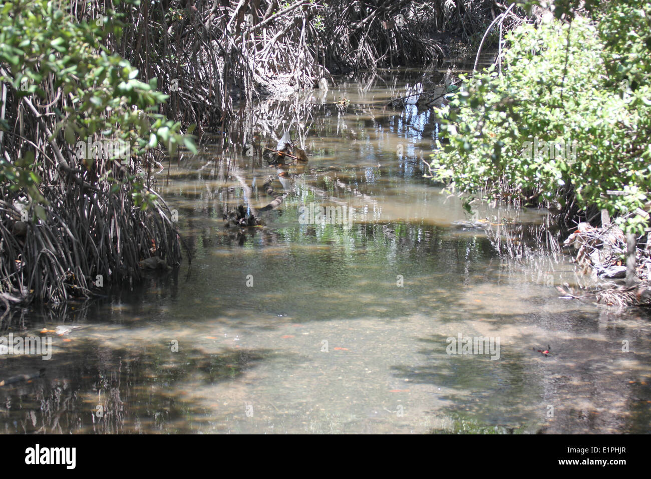 Fiume della foresta di mangrovie che scorre seaward. Foto Stock