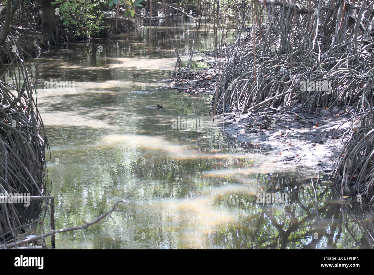 Fiume della foresta di mangrovie che scorre seaward. Foto Stock