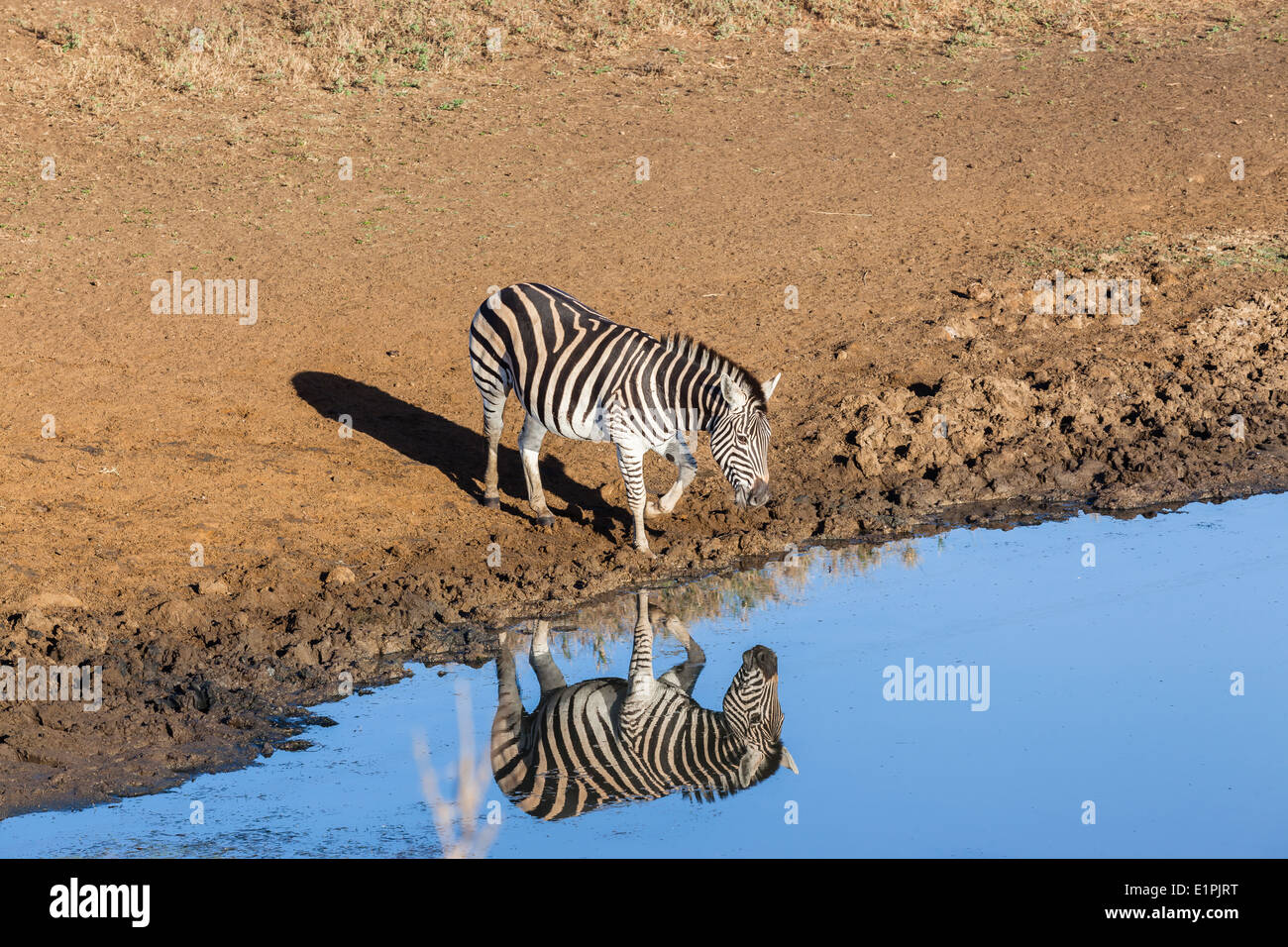 Zebra acqua potabile con doppio specchio riflessioni la fauna selvatica in  habitat protetto wilderness park riserva Foto stock - Alamy