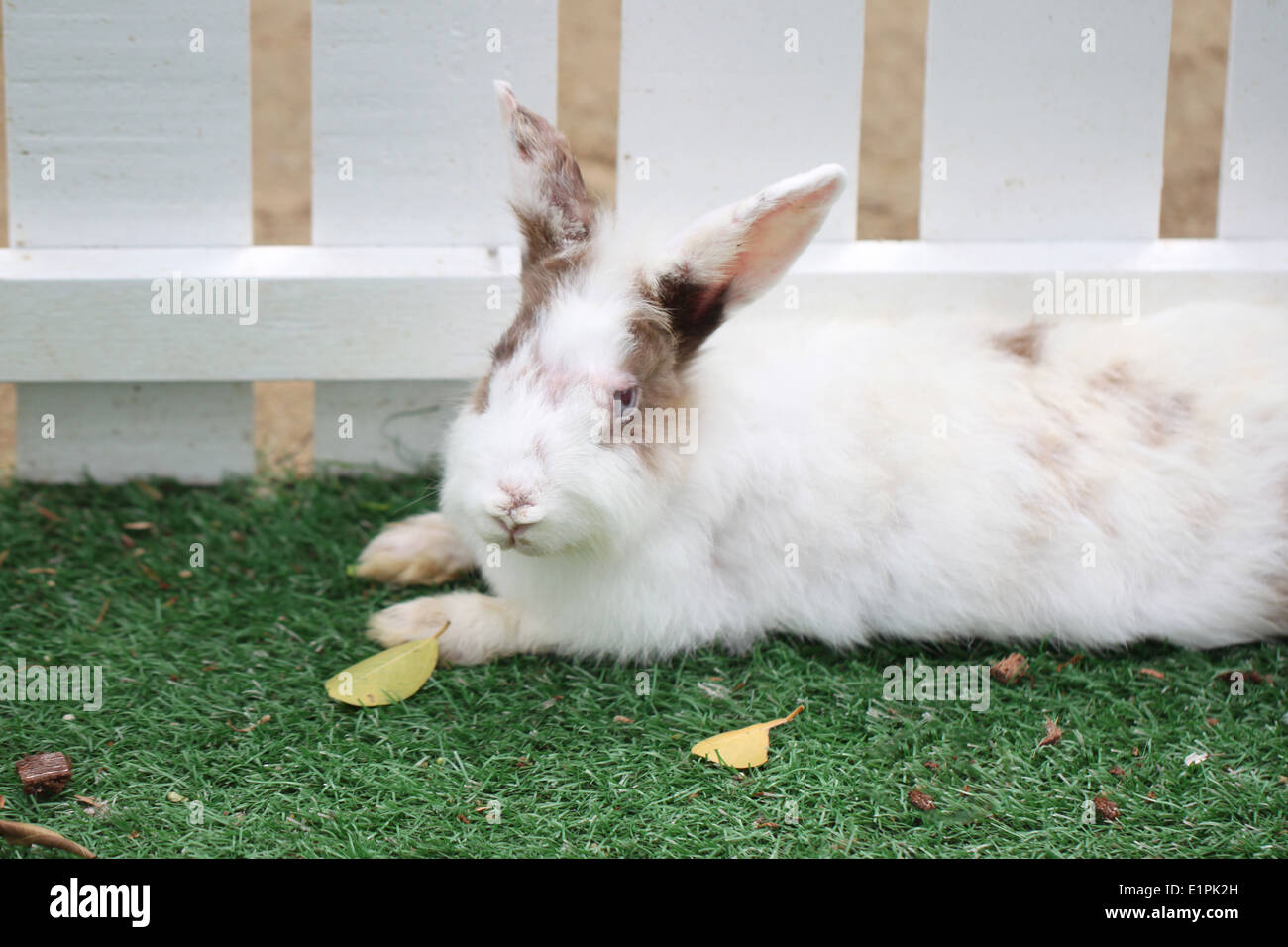 Coniglio Bianco pelliccia del soffici sul prato del giardino. Foto Stock