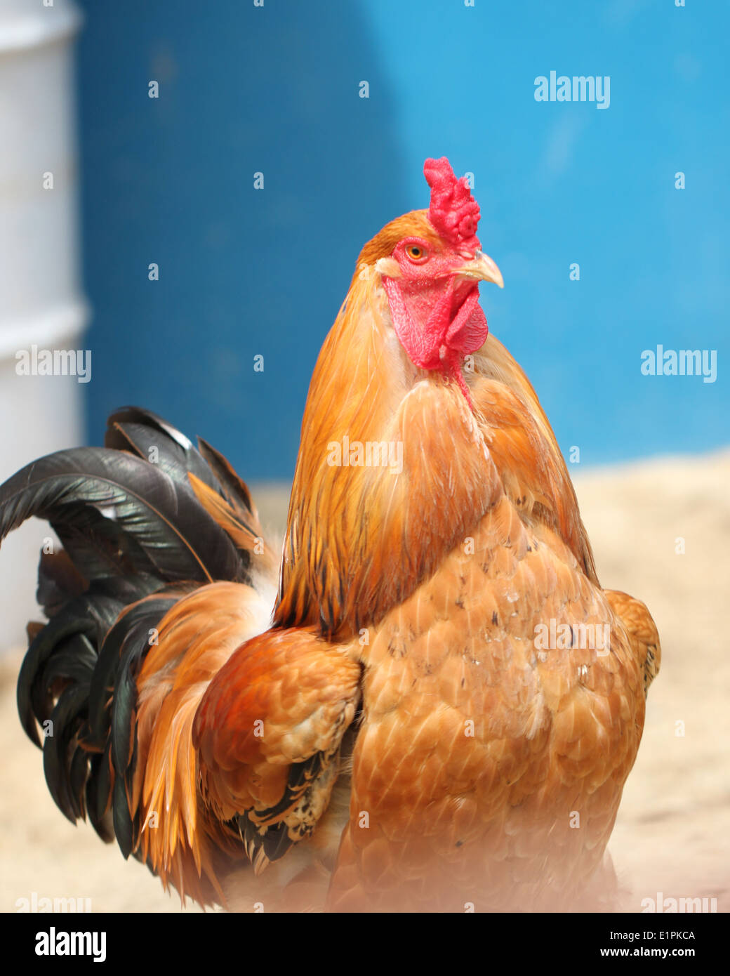 Brown galline con focus sulla testa per sfondo animale. Foto Stock