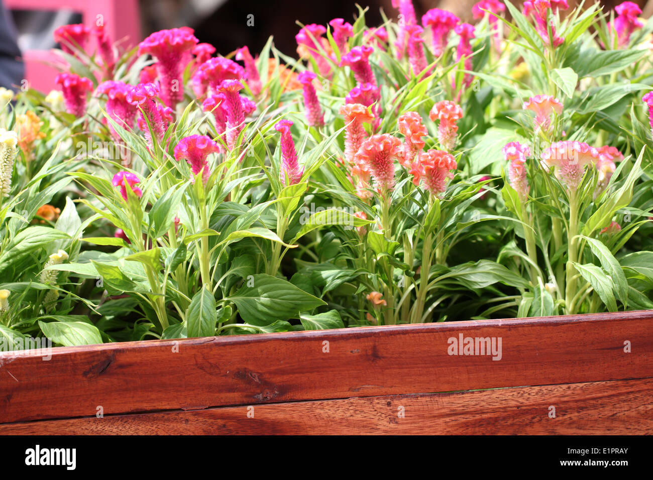 Fiore rosa con sole di mattina nel cortile. Foto Stock