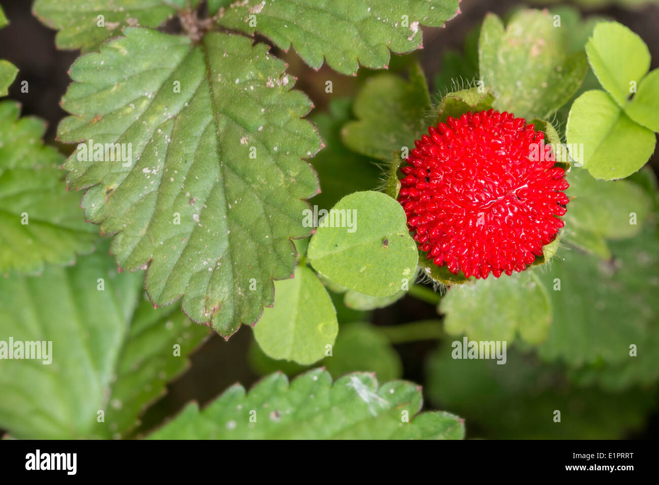 Un Duchesnea indica (simulazione di fragola) vicino ad alcuni a forma di cuore di foglie di trifoglio Foto Stock