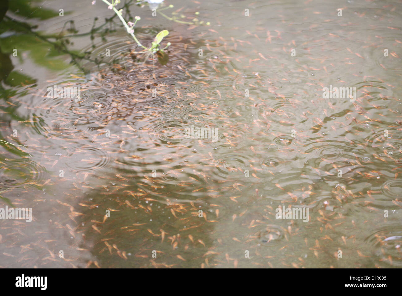 Il gruppo di testa di serpente pesce in acqua. Foto Stock