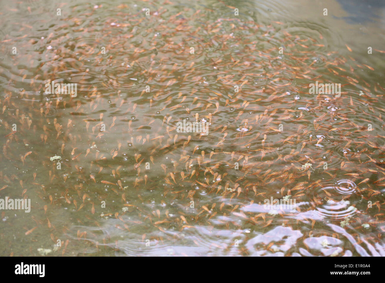 Il gruppo di testa di serpente pesce in acqua. Foto Stock