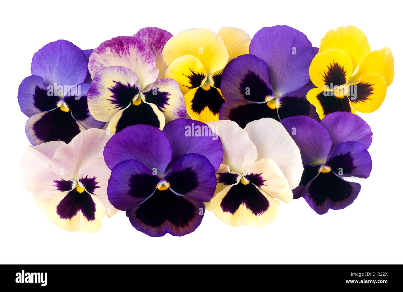 Bella pansies isolato su bianco. Foto Stock