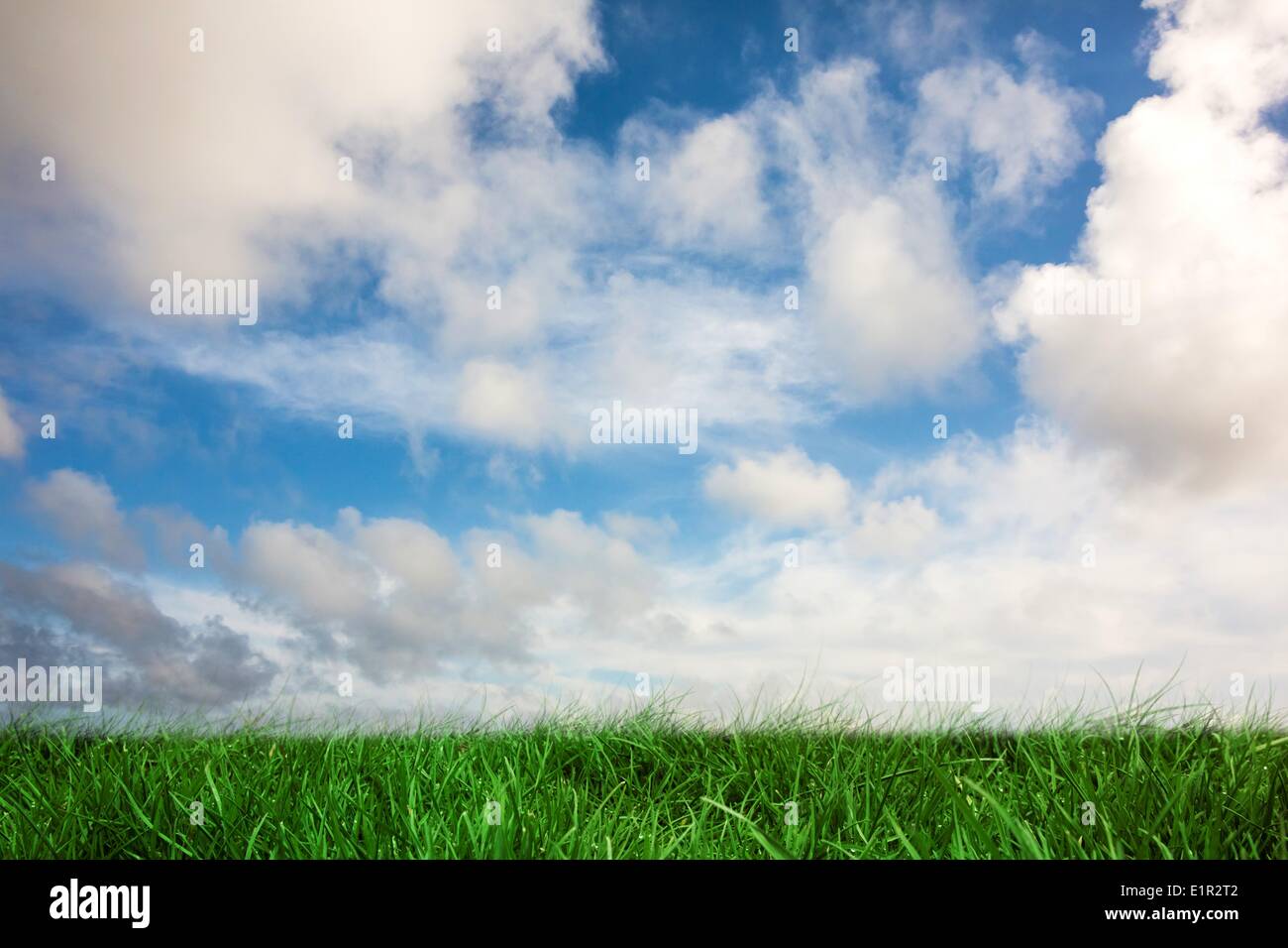 Erba verde sotto il cielo blu Foto Stock