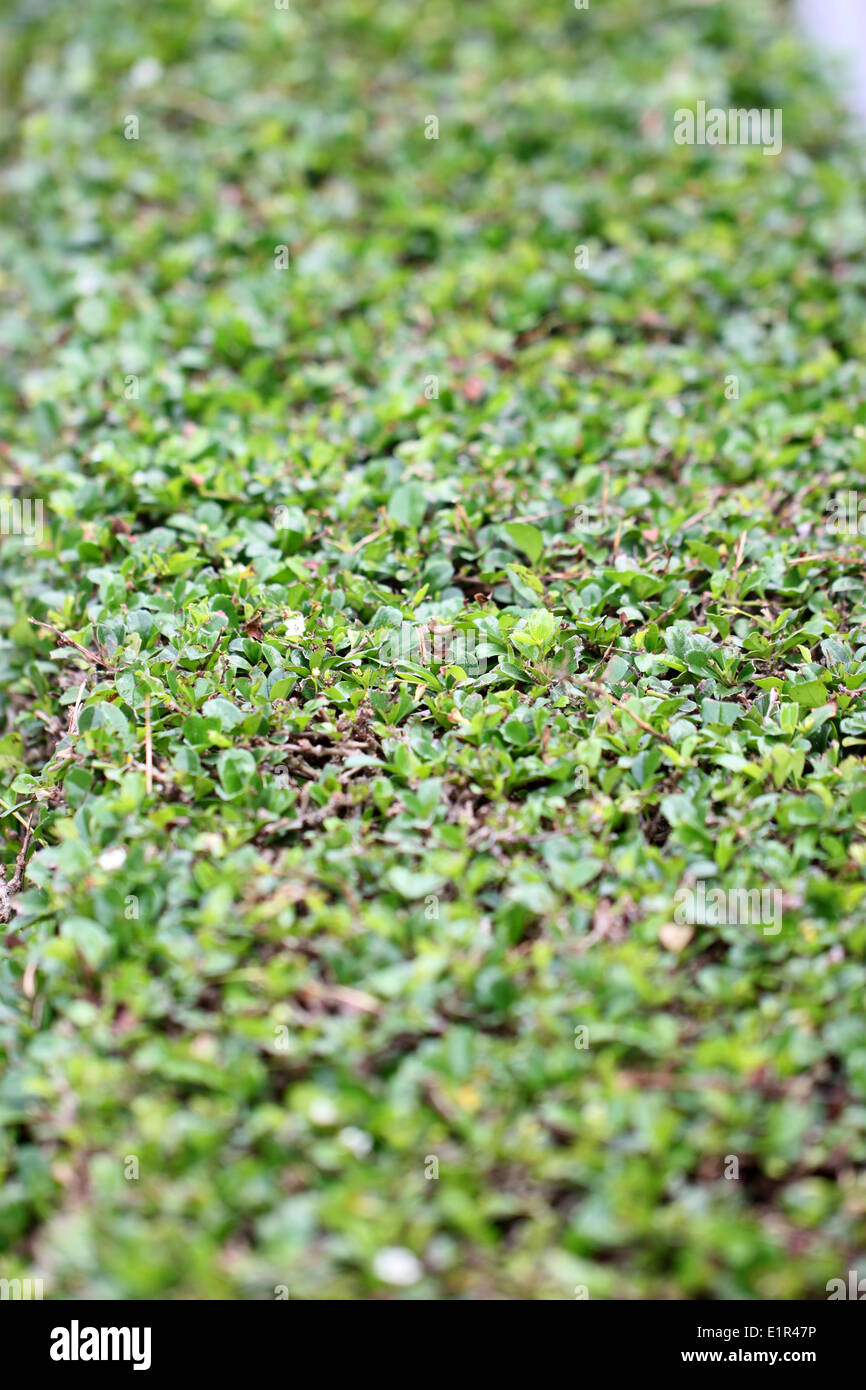 L'erba verde sul cortile per lo sfondo. Foto Stock