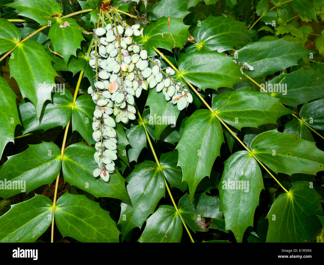 Mahonia aquifolium, Oregon uva Holly. Foto Stock