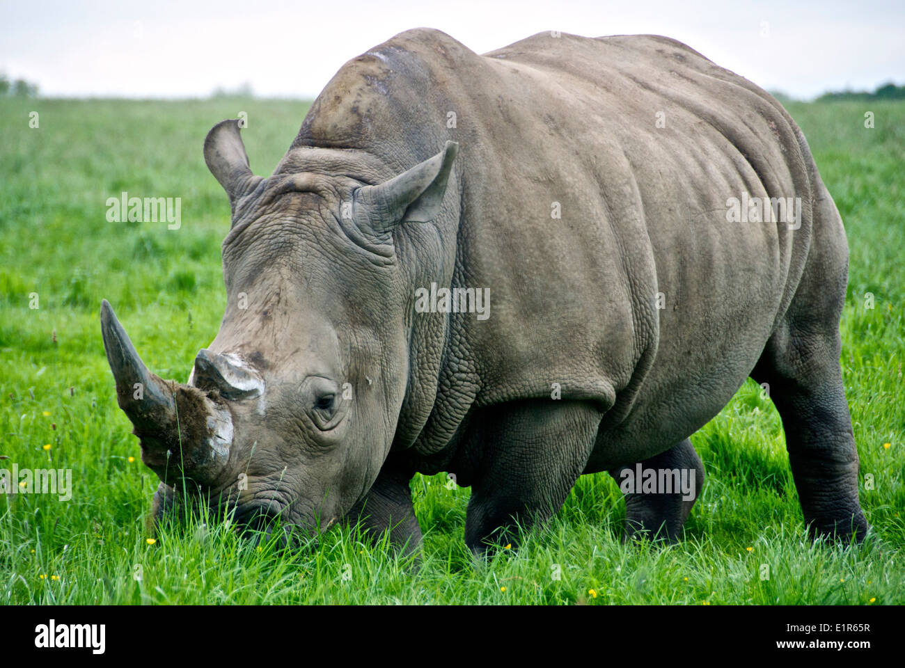 Un rinoceronte sull'erba in una riserva naturale a Knowsley, nel Regno Unito Foto Stock