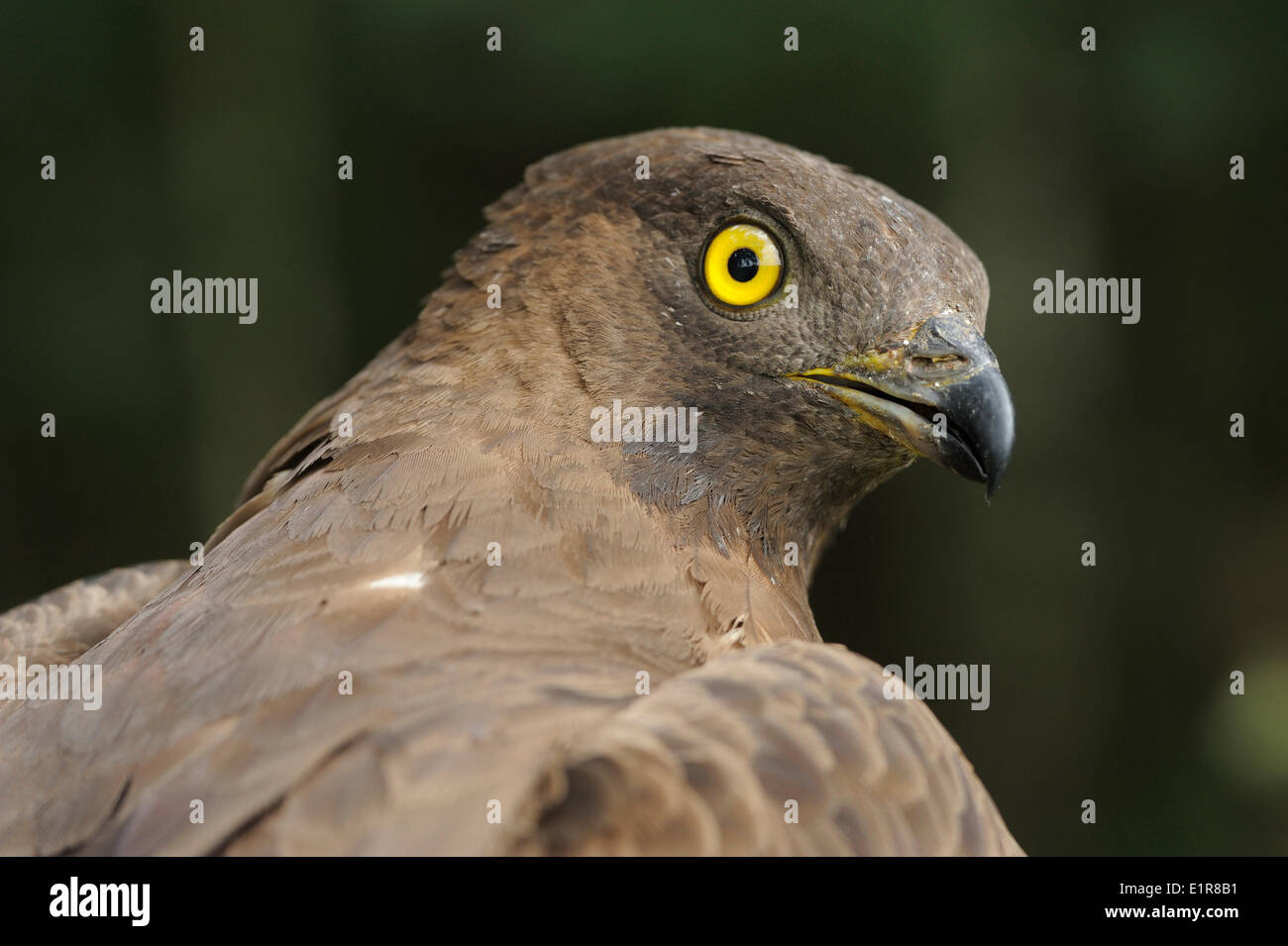 Colpo di Testa di una femmina di Falco Pecchiaiolo con il suo caratteristico occhio giallo e piccolo narice. Catturati per la fascettatura Foto Stock