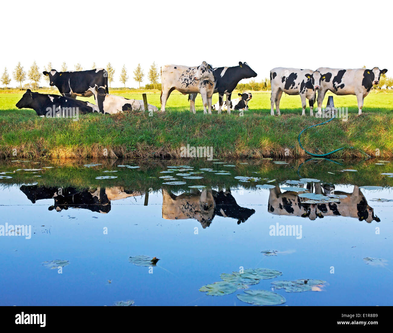 Vacche (Bos primigenius taurus, Bos primigenius indicus) in un campo vicino a Etten Leur, Paesi Bassi. Foto Stock