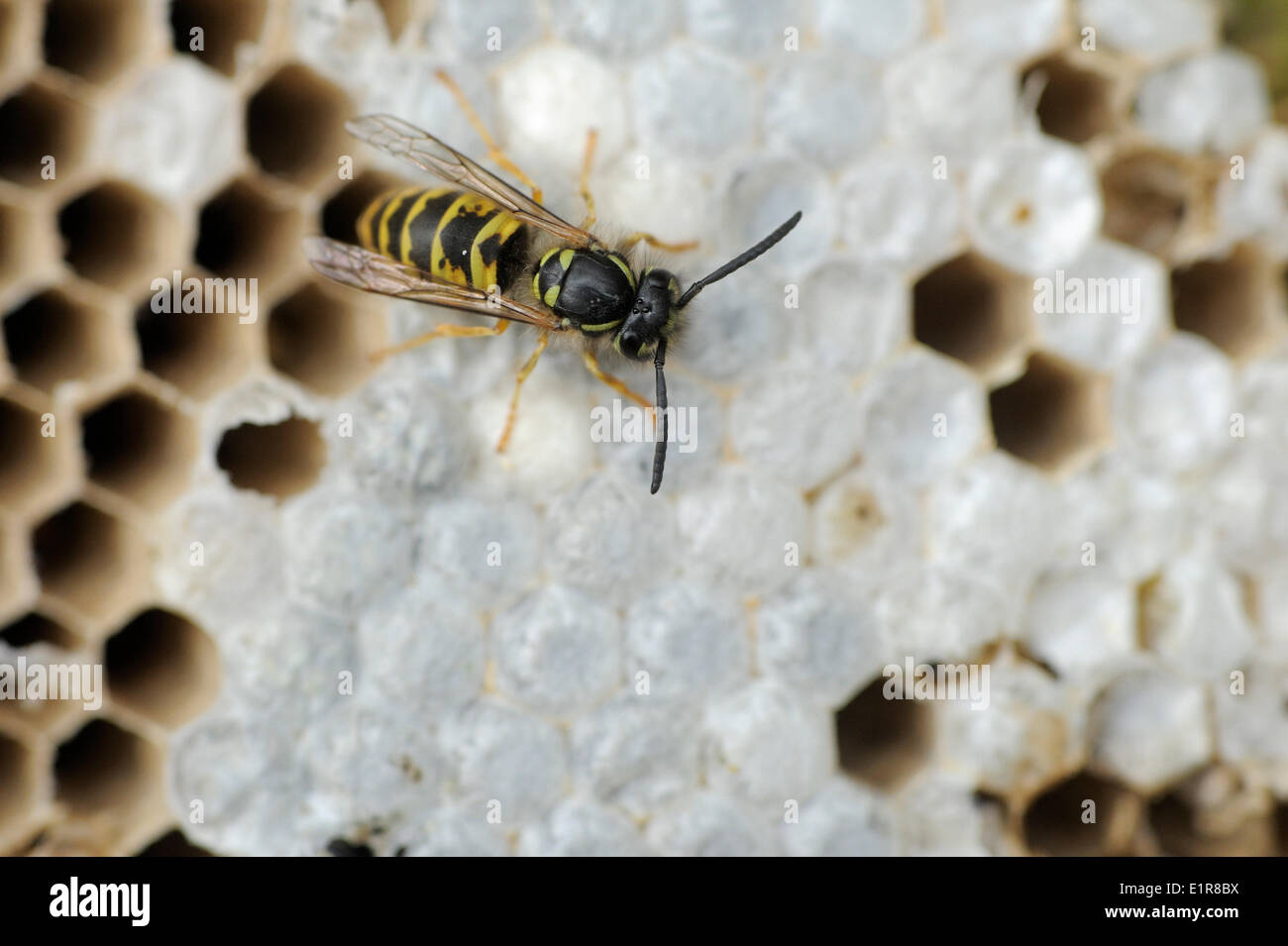Pettine di Common Wasp trovati sotto il nido di un falco pecchiaiolo con ancora alcune larve all'interno Foto Stock