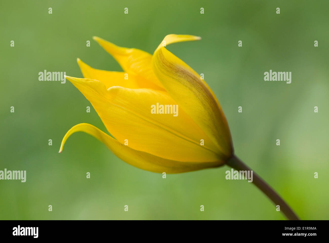 Macro Immagine del Tulipano selvatico Foto Stock