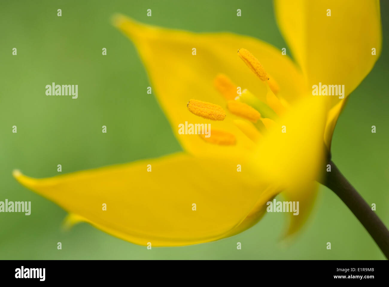 Macro Immagine del Tulipano selvatico Foto Stock