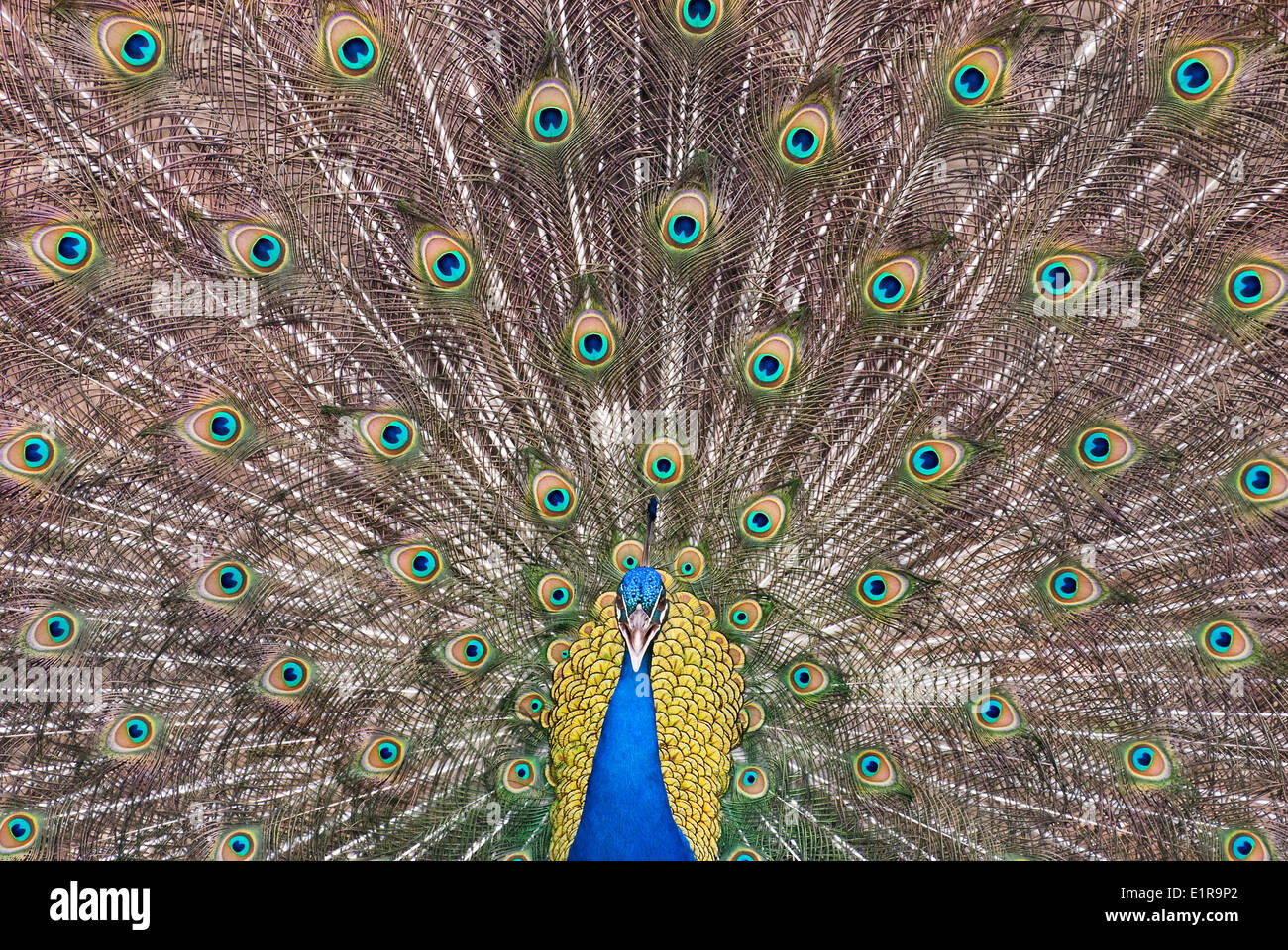 Symmetric immagine frontale di un indiano Peafowl, whil mostra off Foto Stock