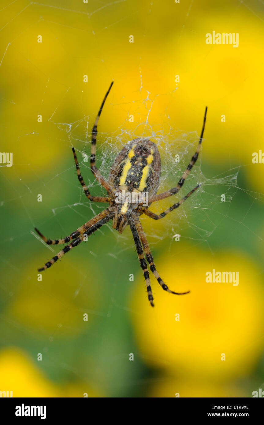 Femmina del Wasp Spider appollaiato in web tra il mais calendula Foto Stock