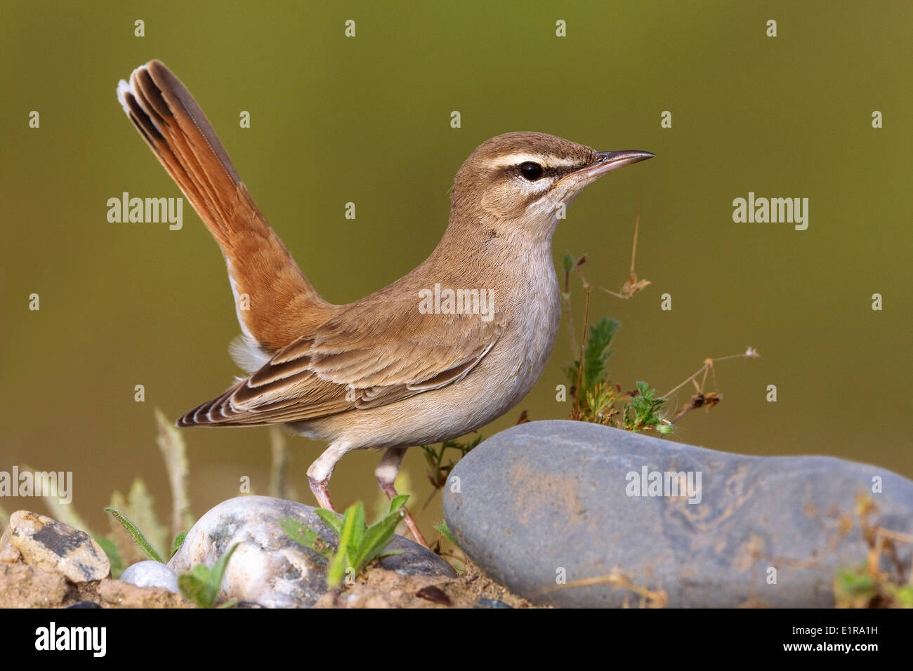 Rufous Bush Robin con coda caricata Foto Stock