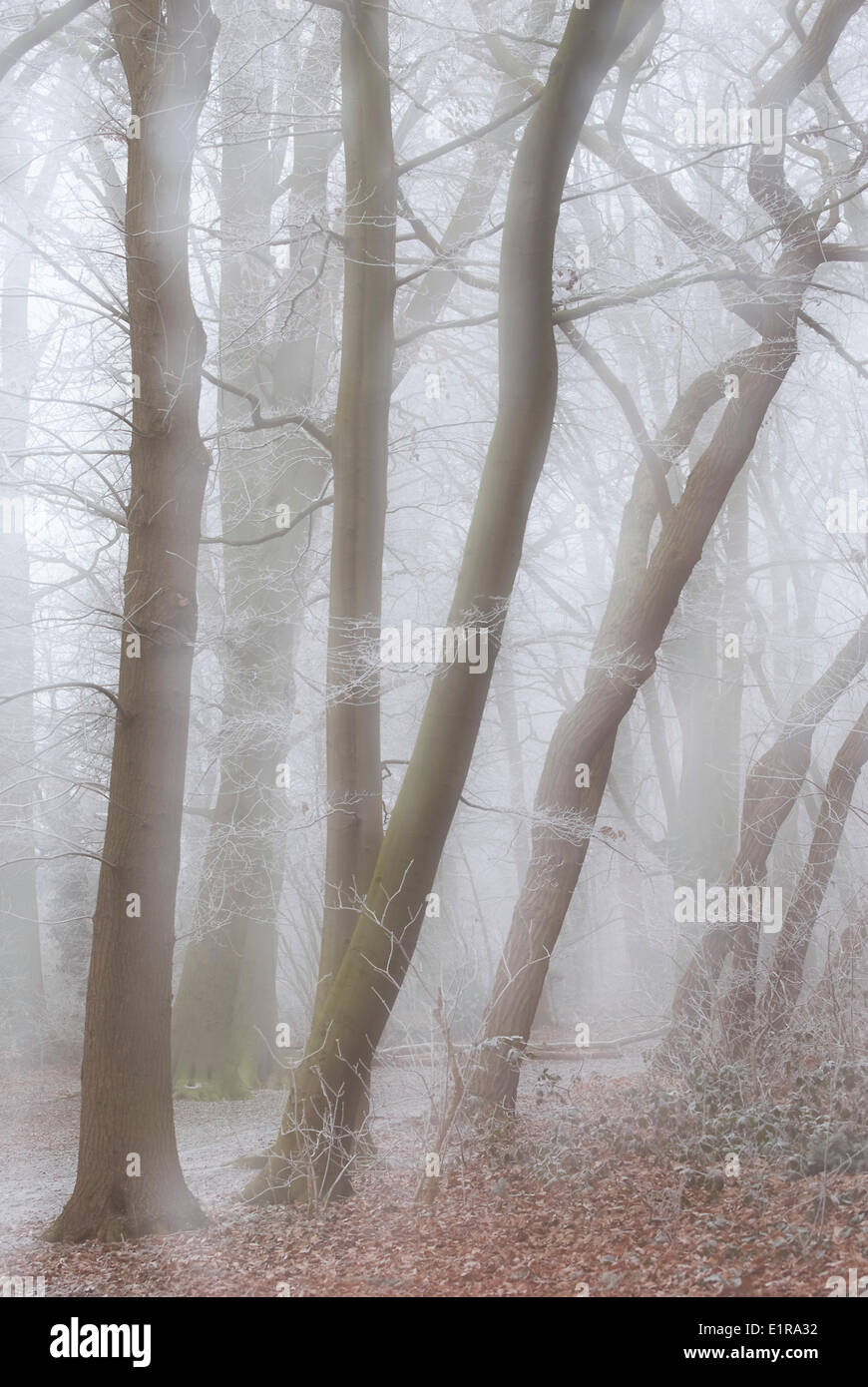 Foresta di inverno con la brina nella nebbia Foto Stock
