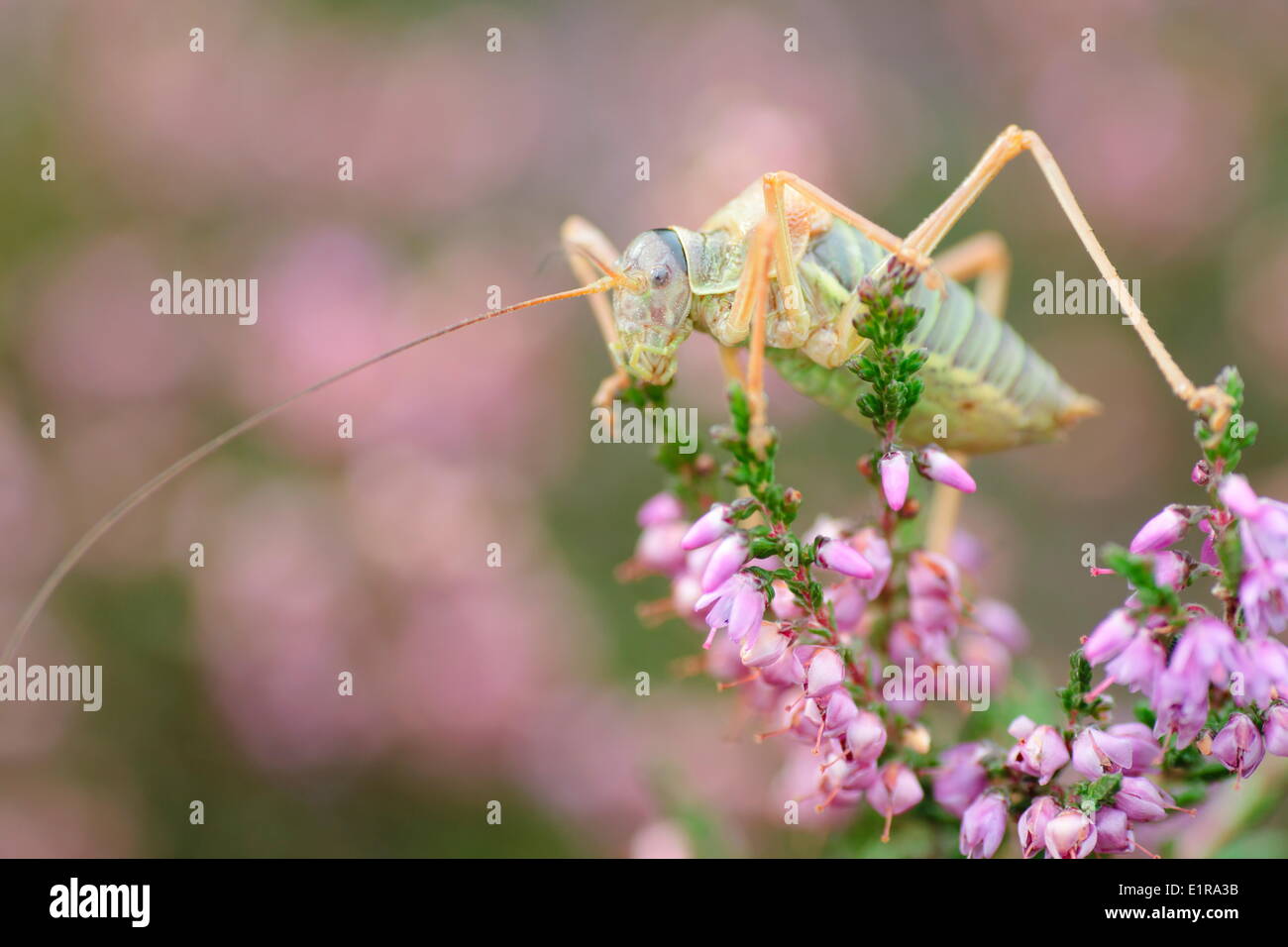 La sella-backed Bushcricket è una centrale di specie europee, che appena raggiunge i Paesi Bassi dove si verifica sul Veluwe Foto Stock