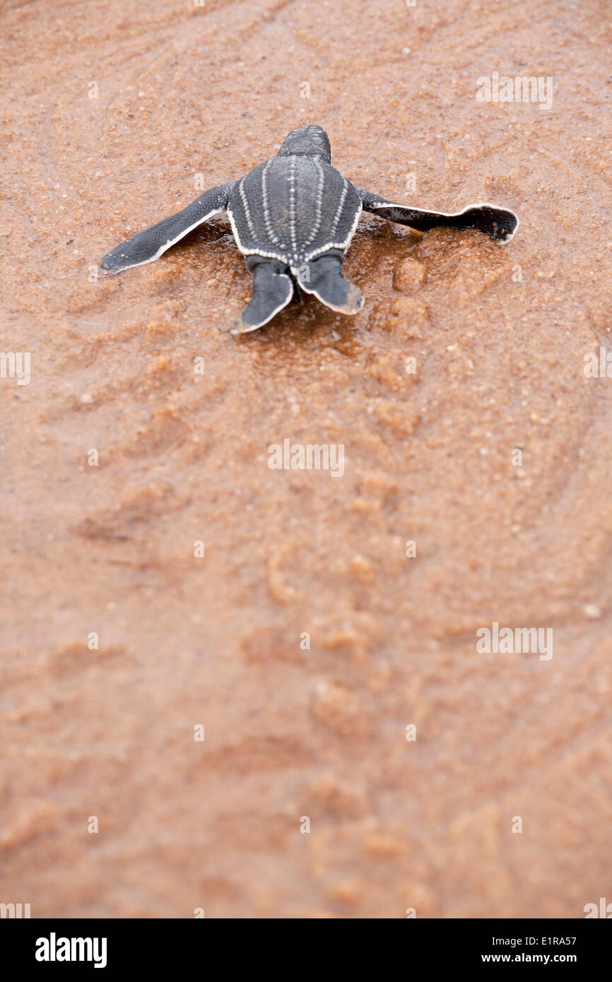 Foto di un giovane liuto hatchling sulla spiaggia sulla sua via verso il mare Foto Stock