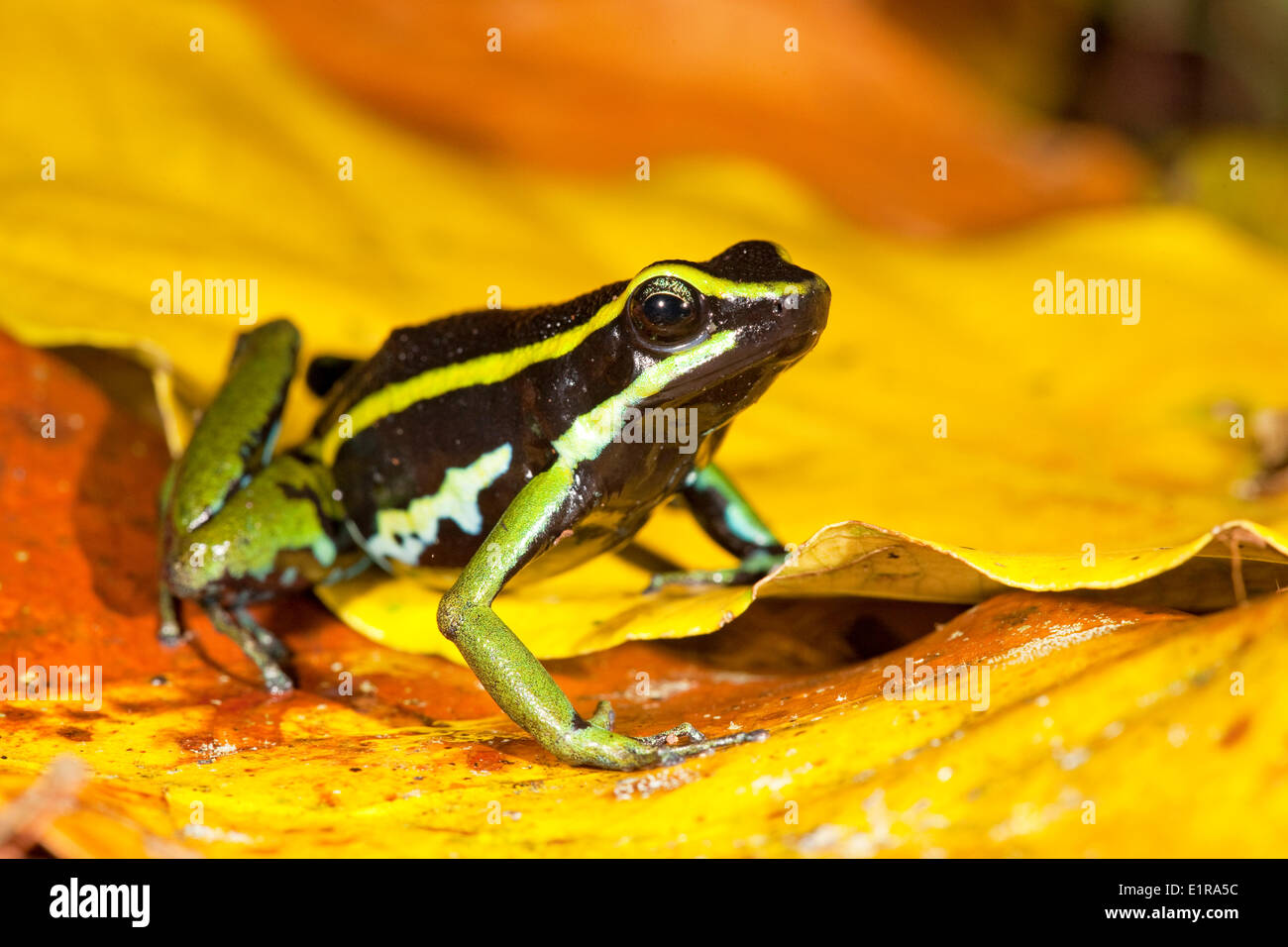 Foto di una a tre strisce poison dart frog sul suolo della foresta tra le foglie di colore giallo Foto Stock