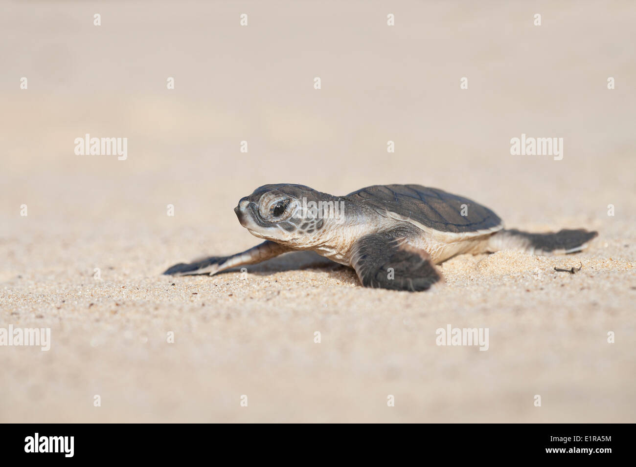 Foto di un hatchling di una tartaruga verde sulla sua via verso il mare Foto Stock