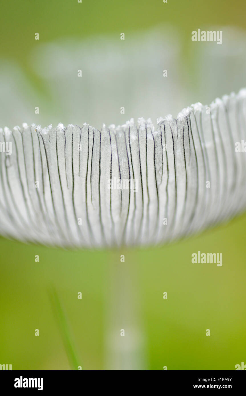 Harefoot funghicoltura sul lato della strada Foto Stock