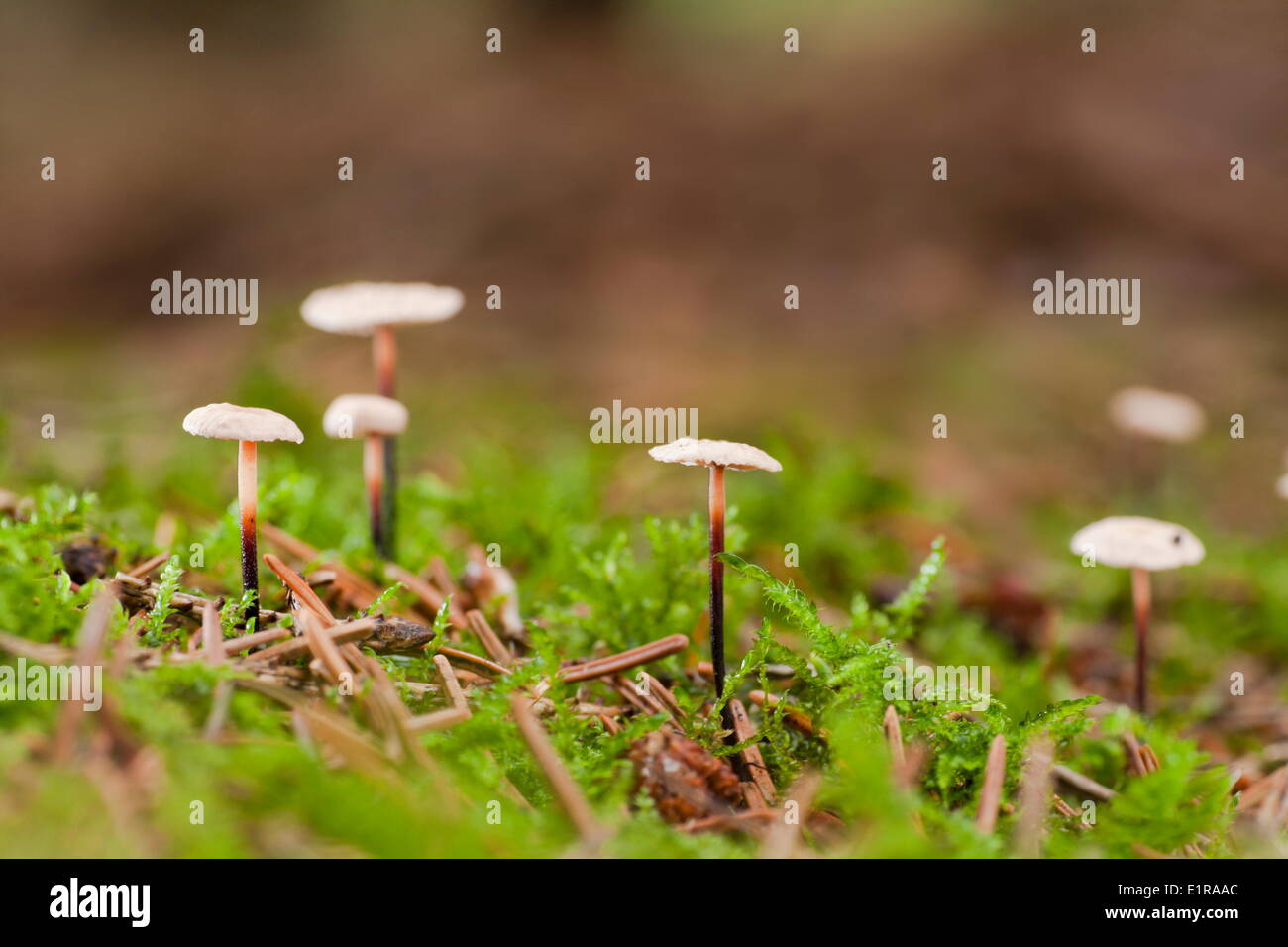 Paracadute puzzolente, Micromphale perforans, è una specie comune in foreste di abeti. Foto Stock