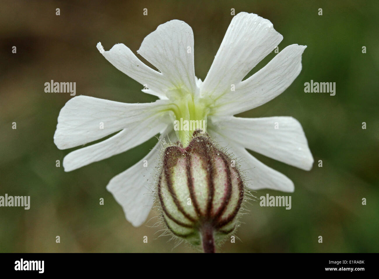 Vista dal retro del fiore con calice Foto Stock