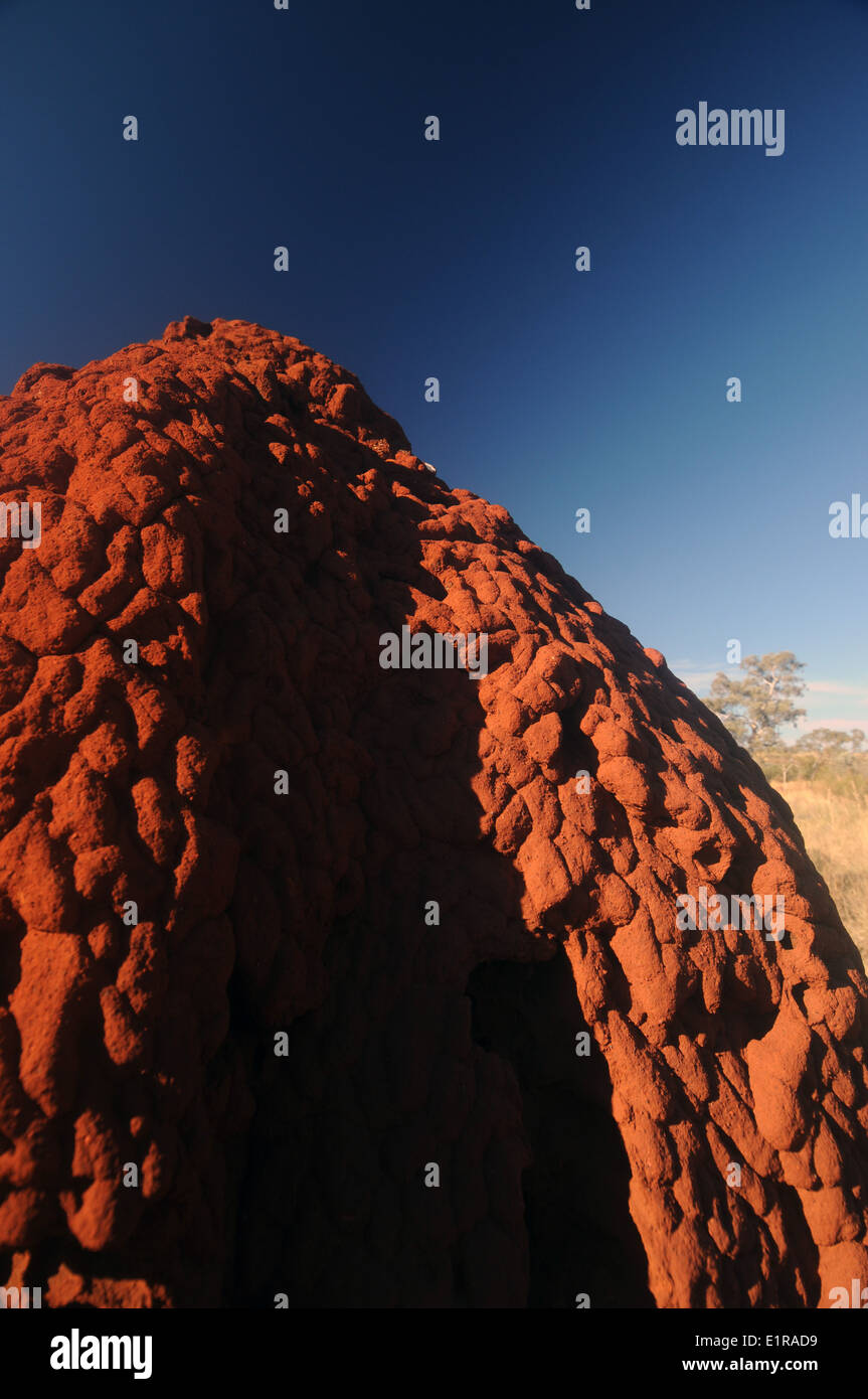 Dettaglio della red termite mound, regione Pilbara, Australia occidentale Foto Stock