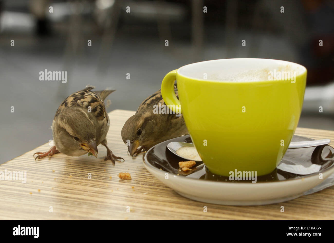 Casa due passeri mangiare gli avanzi su un tavolo. Accanto, una tazza di caffè. Foto Stock